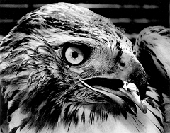 Redtailed Hawk